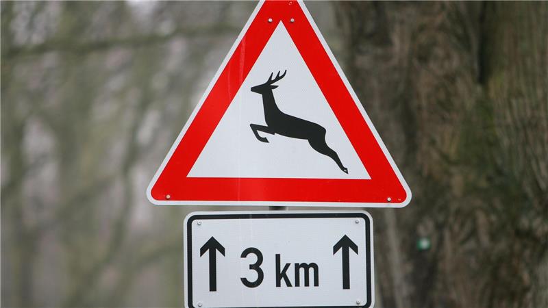 Ein Reh ist bei dem Unfall in Garbsen verendet. (Symbolbild)