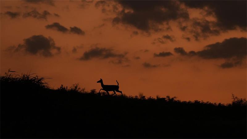Ein Reh läuft in der Abenddämmerung in San Antonio einen Bergrücken entlang.