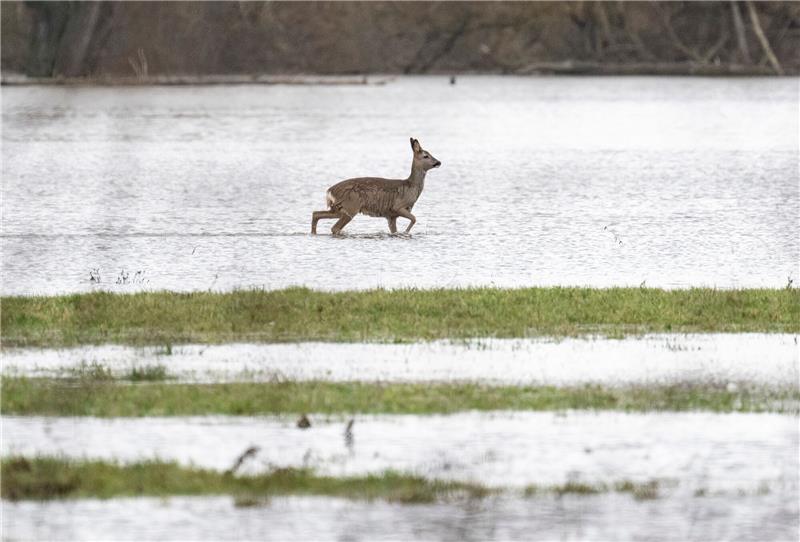 Ein Reh stakst über eine überflutete Wiese.