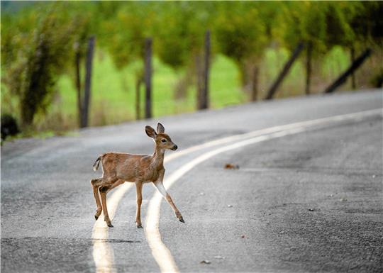 Ein Reh überquert in der Abenddämmerung eine Landstraße. Derzeit ist die Gefahr von Wildunfällen besonders groß. Foto: dpa