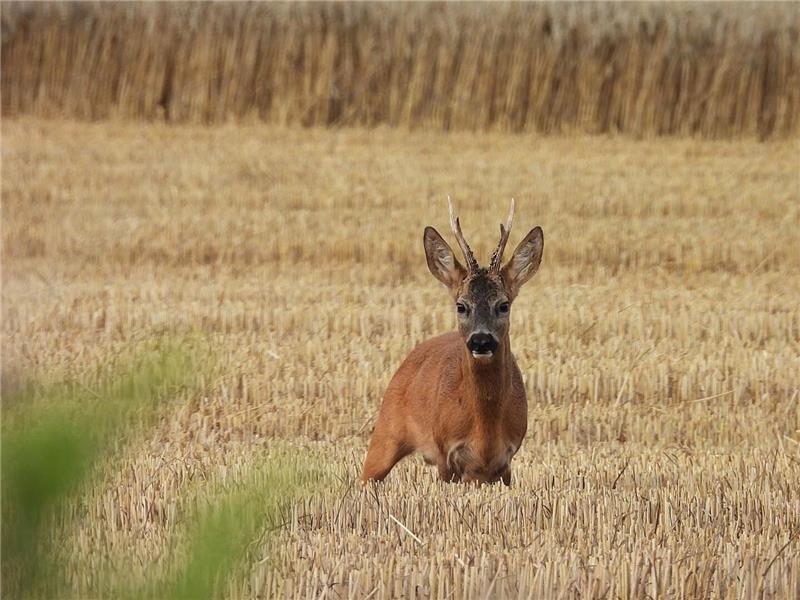 Pflege, Jagd und Jägerlatein: Rundgang durch das Heißumer Jagdrevier Ein Rehbock beobachtet argwöhnisch die Fotografin.
