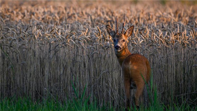 Ein Rehbock steht im letzten Tageslicht an einem Getreidefeld im Oderbruch im östlichen Brandenburg.