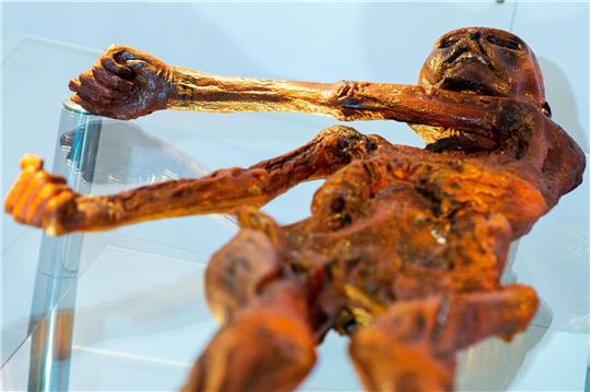 Ein Replikat des 1991 in den Ötztaler Alpen entdeckten Steinzeitmenschen «Ötzi».