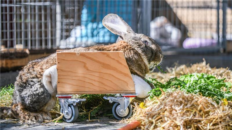 Ein Riesenkaninchen kann sich mit Hilfe eines selbst gebauten Rollators fortbewegen.