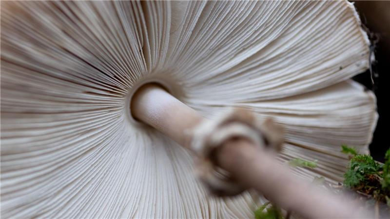 Bilder des Tages Ein Riesenschirmling ist in der Ausstellung „Pilze“ im botanischen Garten München zu sehen.