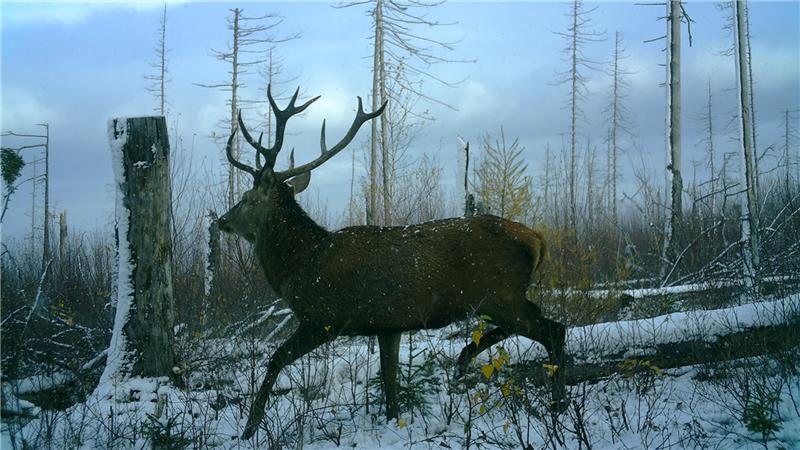 Ein Rothirsch streift durch eine Waldlichtung.