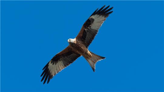 Ein Rotmilan kreist am Himmel. Der Anblick des Greifvogels mit seinem charakteristisch eingekerbten Schwanz ist jedem Naturfreund wohlvertraut. Unbeliebt machte sich ein Milanpaar aber bei einem Landwirt aus dem Landkreis Goslar. Symbolbild.