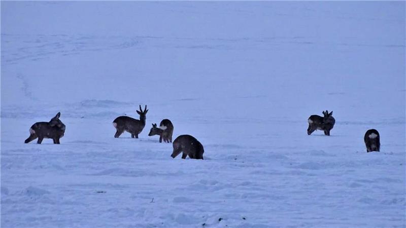 Ein Rudel Rehe im Schnee. 