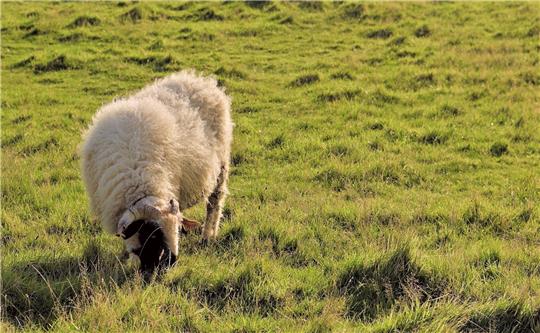Ein Schaf grast auf einer Weide. Symbolfoto: Pixabay
