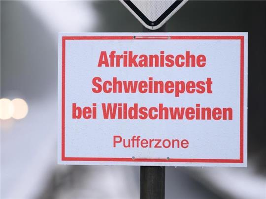 Ein Schild mit der Aufschrift «Afrikanische Schweinepest bei Wildschweinen, Pufferzone». Foto: Sebastian Kahnert/dpa-Zentralbild/dpa/Archivbild