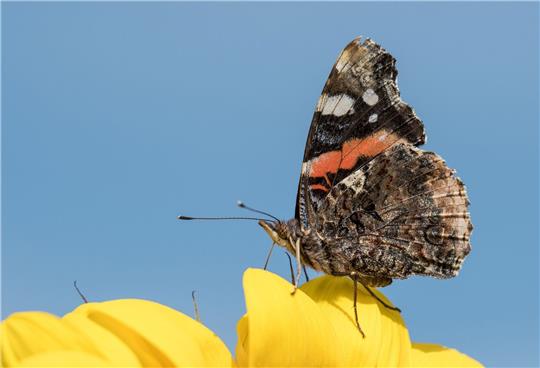 Ein Schmetterling der Gattung «Admiral».