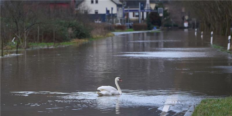 Hochwasser wird mit dem Klimawandel immer häufiger Ein Schwan auf einer überfluteten Bundesstraße in Rheinland-Pfalz.
