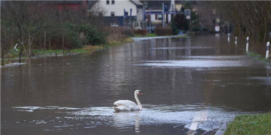 Ein Schwan auf einer überfluteten Bundesstraße in Rheinland-Pfalz.
