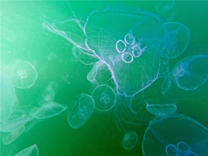 Studie: Quallen dringen in den Arktischen Ozean vor Ein Schwarm Ohrenquallen treibt in der Lübecker Bucht.