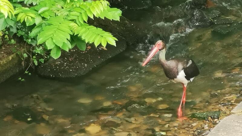 Ein Schwarzstorch in der Abzucht in Goslar, vermutlich sucht der scheue Vorgel in dem Gewässer nach Nahrung.