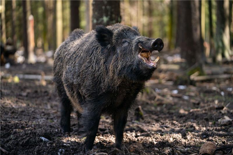 Jagdbericht verzeichnet Rückgang bei Wildschwein-Abschüssen Ein Schwarzwild-Keiler steht in seinem Gehege in einem Wildpark.