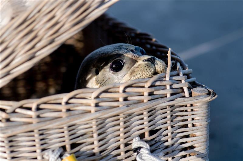 Seehundstationen wildern junge Seehunde aus Ein Seehund schaut kurz vor der Auswilderung aus einem Korb am Ostende der Insel Juist. Nach einer erfolgreichen Aufzucht in der Seehundstation Norddeich sind die ersten Heuler ausgewildert worden.