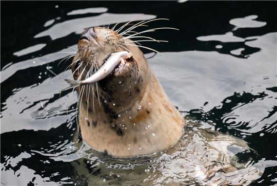 Ein Seelöwe schnappt bei der Fütterung einen Fisch im Erlebnis-Zoo Hannover.