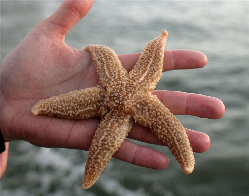 Ein Seestern aus der Nordsee. (Symbolbild)