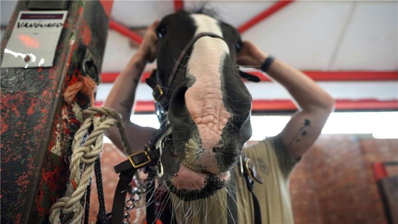 Ein Soldat des Household Cavalry Mounted Regiment zäumt sein Pferd bei den Vorbereitungen für den Kutschenzug in der Combermere Barracks in Windsor vor dem Staatsbesuch von US-Präsident Donald Trump.