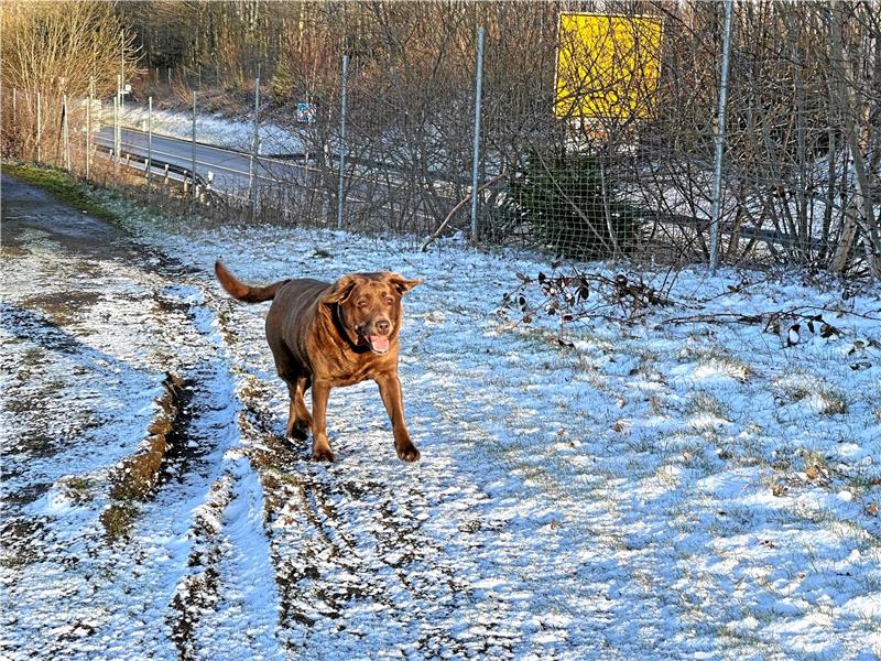 Ab dem 1. April: Leinenpflicht wegen der Brut- und Setzzeit Ein Spaziergang macht Spaß – aber ab Samstag bitte nur mit Leine. Foto: Eggers