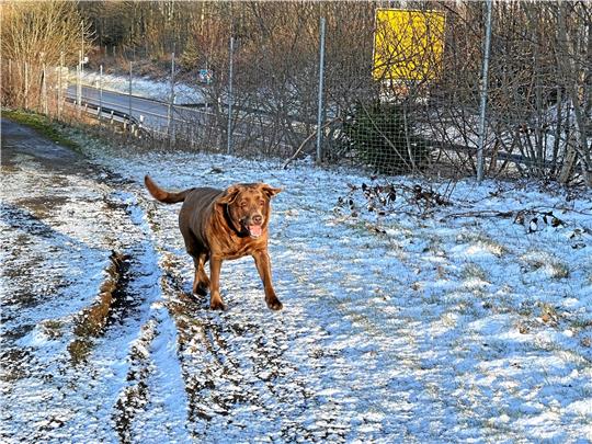 Ein Spaziergang macht Spaß – aber ab Samstag bitte nur mit Leine.  Foto: Eggers