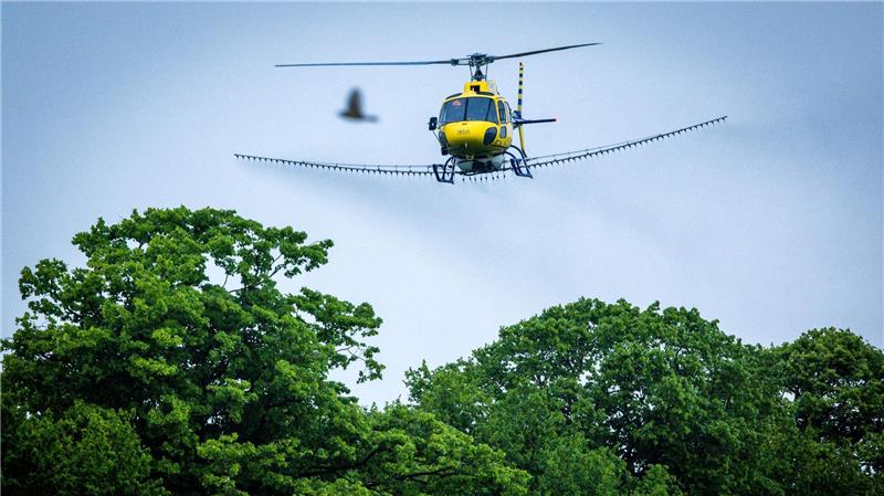 Ein Spezialhubschrauber versprüht über einer Allee ein biologisches Insektizid gegen den Eichenprozessionsspinner.