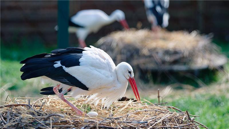 Ein Storch brütet sein Gelege im rheinland-pfälzischen Storchenzentrum der „Aktion PfalzStorch e. V.“.