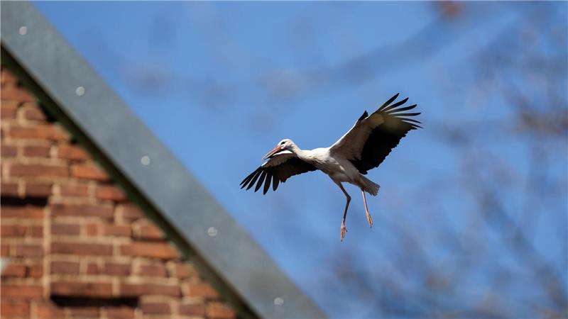 Was klappert da? Darum gibt es so viele Störche Ein Storch im Landeanflug.