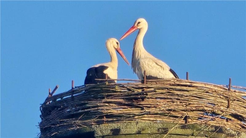 Zwei Störche stehen in einem großen Nest aus Ästen auf einer hohen Plattform vor blauem Himmel.