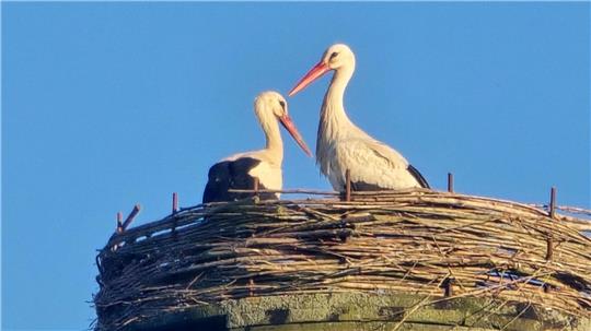 Stork pair moves into the Vienenburg scrapyard