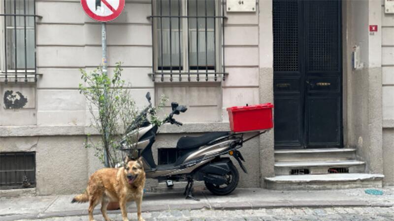 Ein Straßenhund läuft über eine Straße.