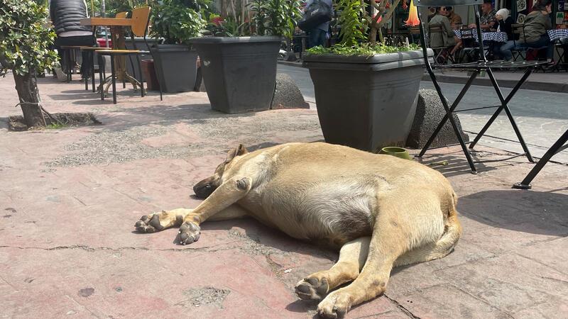 Ein Straßenhund liegt vor einem Cafe auf dem Bürgersteig.
