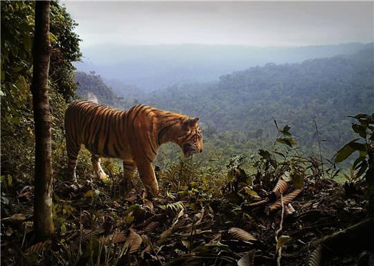 Ein Sumatra-Tiger steht am Rande des Waldes in Indonesien.