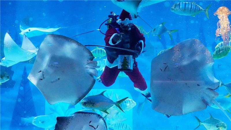 Ein Taucher im Weihnachtsmannkostüm füttert Fische im Coex Aquarium im südkoreanischen Seoul.