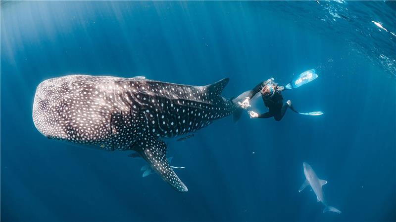 Spektakuläre Fotos zeigen Forscher bei der Arbeit Ein Taucher nimmt Hautproben von einem Walhai vor der Küste Australiens.