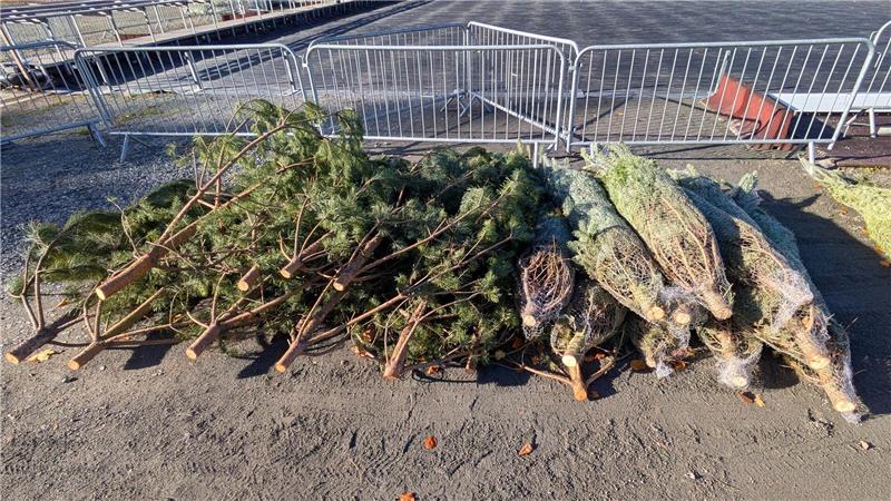 So aufwendig ist der Aufbau der Bad Harzburger Eisbahn Ein Teil der Deko steht schon bereit. Die ersten Nadelbäume liegen am Rand der Eisbahn.