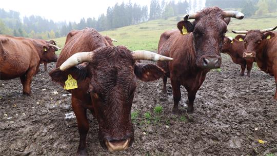 Rotes Höhenvieh bei Regen auf einer Weide.