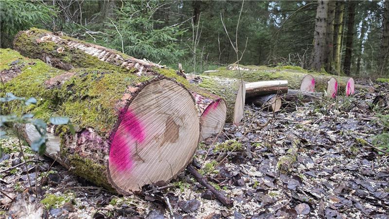 Gefällte Bäume liegen im Wald.
