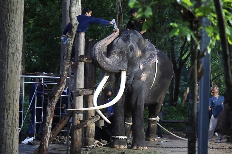 Thailands König unterstützt Behandlung von Elefant Sak Surin Ein Tierarzt gibt dem Elefanten Sak Surin Wasser.