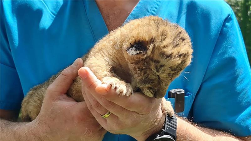 Hybrid aus Löwe und Tiger: Liger in rumänischem Zoo geboren Ein Tierarzt hält das Liger-Baby aus demZoo von Zaharesti, nahe der Stadt Suceava, im Nordosten Rumäniens. Es wurde Mitte Mai geboren.