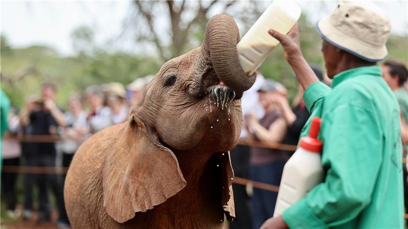 Ein Tierpfleger füttert einen Elefanten im Elefantenwaisenhaus in Nairobi.