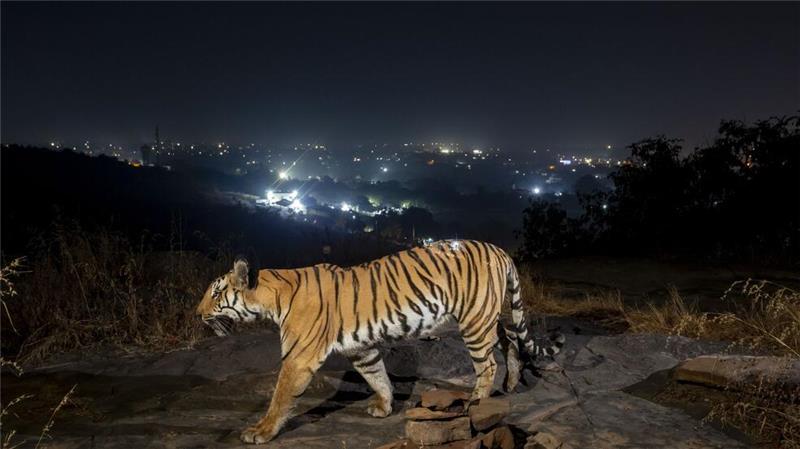 Größere Tigerpopulation in Indien dank Schutzmaßnahmen Ein Tiger bewegt sich außerhalb der indischen Stadt Bhopal.