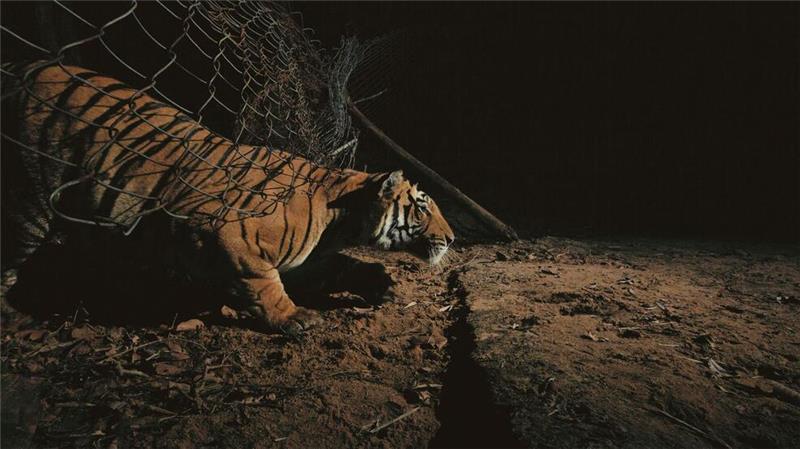 Größere Tigerpopulation in Indien dank Schutzmaßnahmen Ein Tiger schlüpft unter einem Zaun durch.