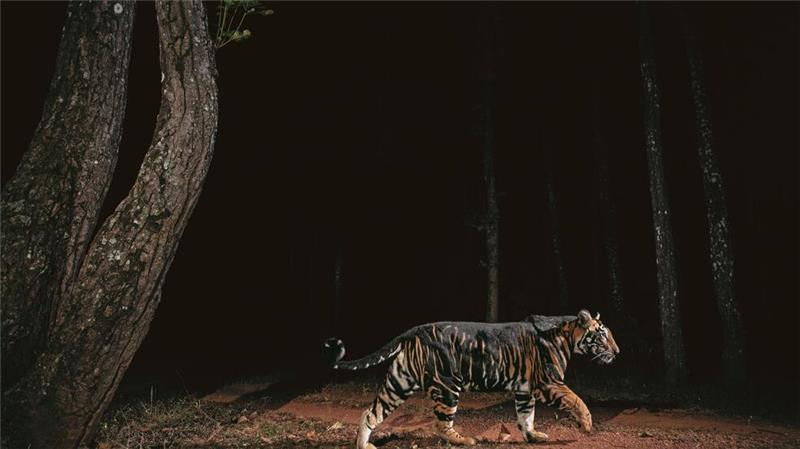 Größere Tigerpopulation in Indien dank Schutzmaßnahmen Ein Tiger streift durch den Similipal-Nationalpark in Indien.