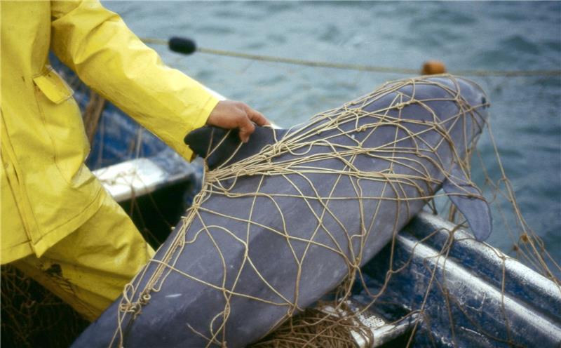 Walfangkommission warnt vor Aussterben der Vaquitas Ein Vaquita, ein Kalifornischer Schweinswal, im Netz eines Fischers vor der Küste von Mexiko. Der Meeressäuger ist vom Aussterben beedroht.