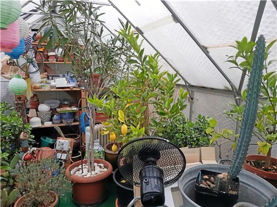 Ein Ventilator (vorne im großen Bild) sorgt für Luftbewegung im Gewächshaus. Nicht zu sehen ist die Heizung, die links auf dem Boden steht. Foto: Borchers