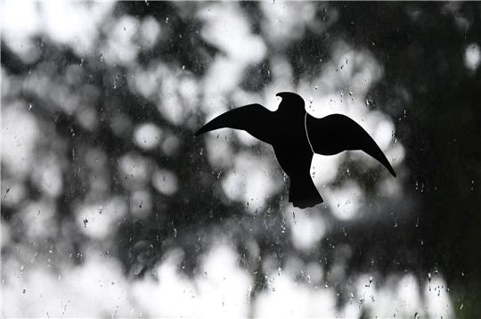 Ein Vogel-Aufkleber an einer Fensterscheibe: Werden sie außen angebracht, erkennen die Vögel sie besser.