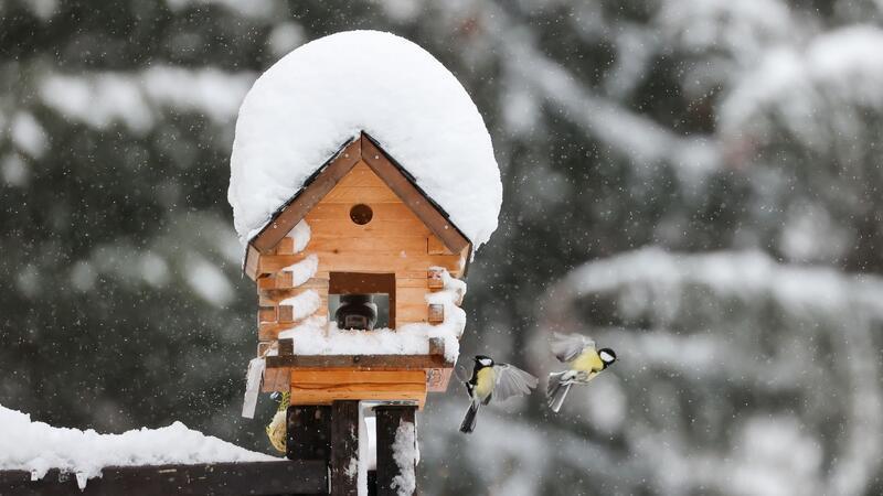 Ein Vogelhaus bietet Vögeln im Winter nicht nur Futter und Schutz vor Kälte, sondern Beobachtern auch einen schönen Anblick.
