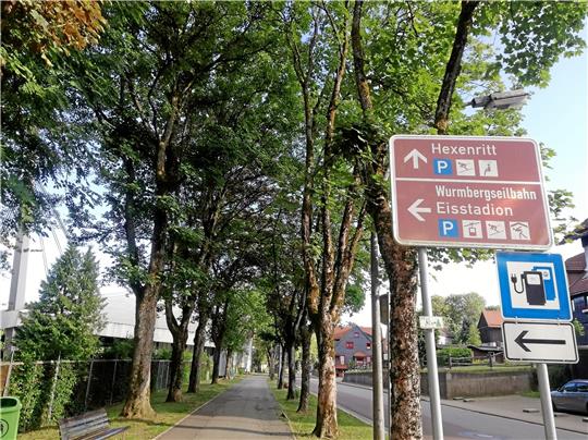 Ein Vorschlag aus dem Baum-Konzept lautet: Durch die Ersatzpflanzung von drei Linden könnte die Allee an der Harzburger Straße wieder vervollständigt werden. Foto: Nachtweyh